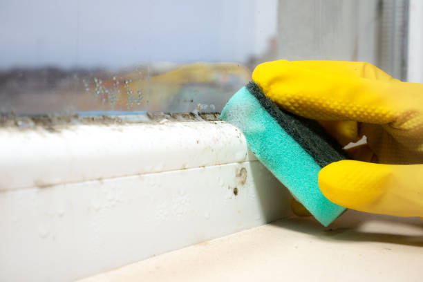 Best Industrial Mold Remediation in St Stephen, SC