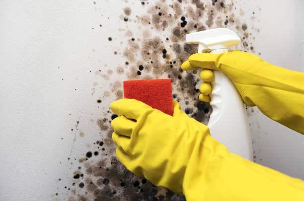 Best Residential Mold Remediation in St Stephen, SC