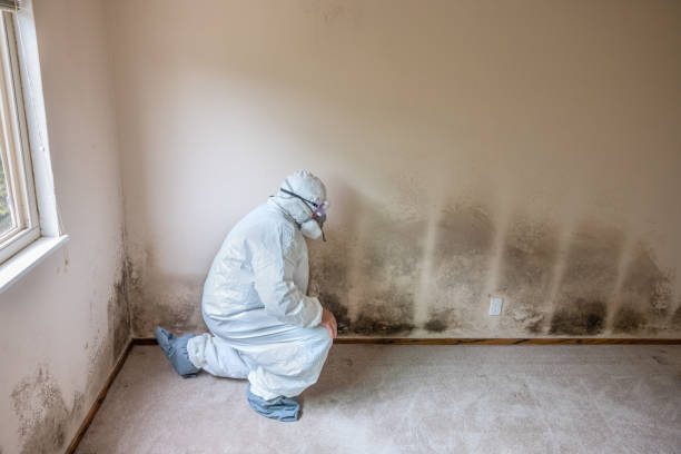 Best Mold Testing and Inspection Services in St Stephen, SC
