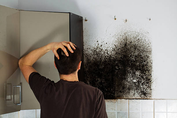 Best Localized Mold Remediation (e.g., coastal areas, humid climates) in St Stephen, SC